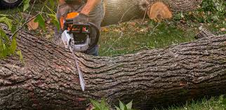 Lawn Maintenance Plans in Allyn, WA