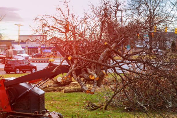 Best Storm Damage Tree Cleanup  in Allyn, WA