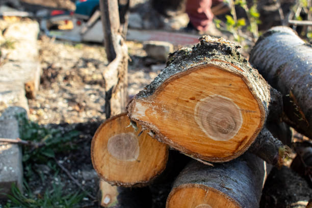 How Our Tree Care Process Works  in  Allyn, WA