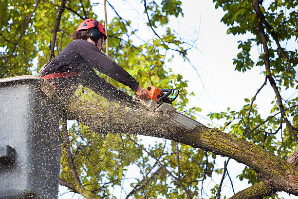 Best Emergency Tree Removal  in Allyn, WA