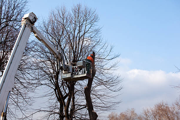 Best Hedge Trimming  in Allyn, WA