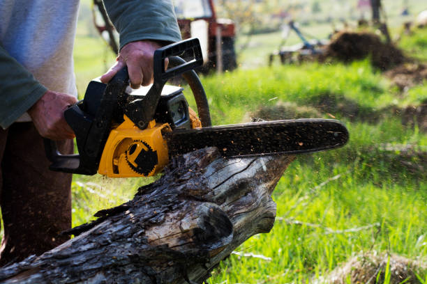 Best Fruit Tree Pruning  in Allyn, WA