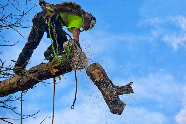 Best Tree Trimming and Pruning  in Allyn, WA