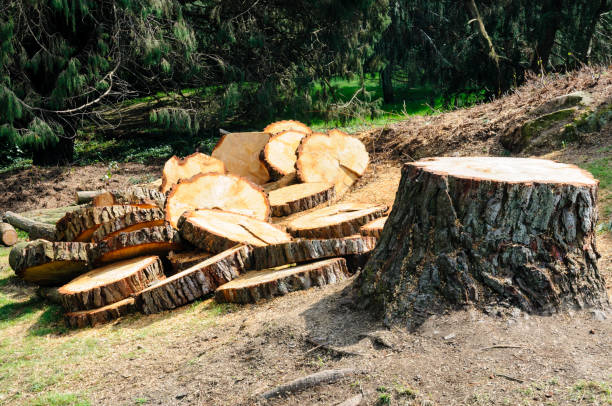 Best Leaf Removal  in Allyn, WA